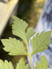 Crataegus marshallii