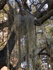 Tillandsia usneoides