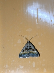 Acantholipes trajecta