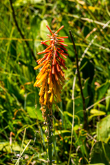 Kniphofia laxiflora
