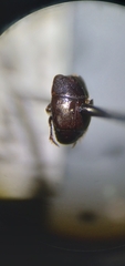 Hypocaccus lucidulus