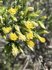 Solidagininae
