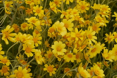 Monolopia lanceolata