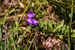 Lotononis sericophylla