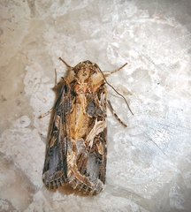 Spodoptera litura