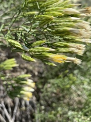 Solidagininae