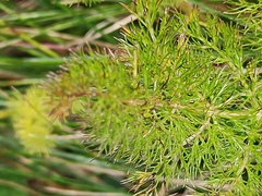 Meum athamanticum