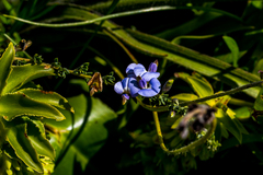 Lotononis sericophylla