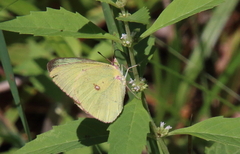 Colias interior