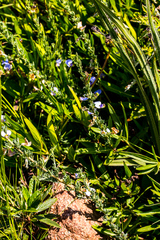 Lotononis sericophylla