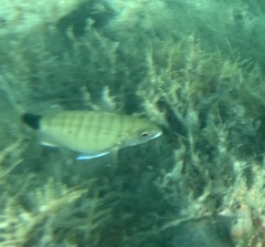Diplodus holbrookii