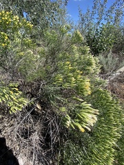 Solidagininae