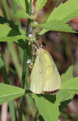 Colias interior