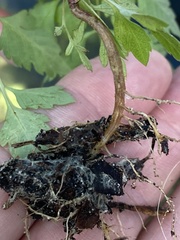 Crataegus marshallii