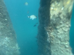 Diplodus holbrookii