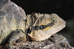 Intellagama lesueurii