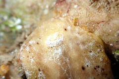 Sclerodoris