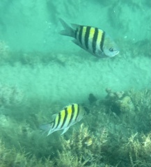 Abudefduf saxatilis