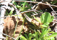 Melanoplus bivittatus