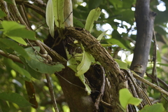 Microsorum punctatum