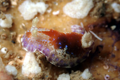 Chromodoris alternata