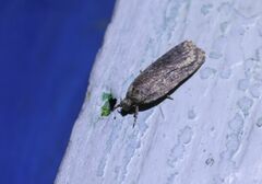 Agonopterix