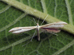 Hellinsia osteodactylus