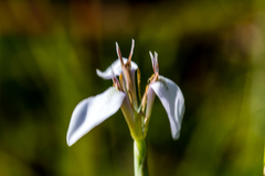 Moraea brevistyla