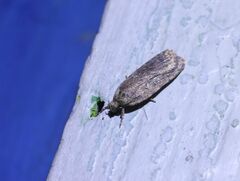 Agonopterix