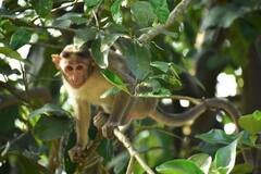 Macaca mulatta