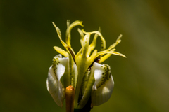Moraea trifida