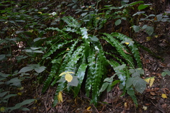Asplenium scolopendrium