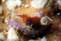 Chromodoris alternata