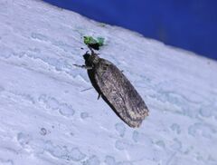 Agonopterix