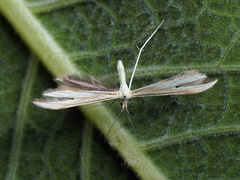 Hellinsia osteodactylus