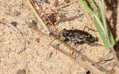 Cicindela tranquebarica