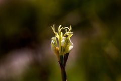 Moraea trifida
