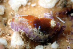 Chromodoris alternata