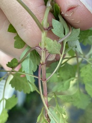Crataegus marshallii