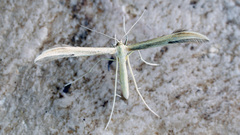 Hellinsia osteodactylus