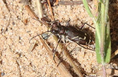 Cicindela tranquebarica