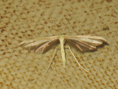 Hellinsia osteodactylus