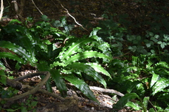 Asplenium scolopendrium