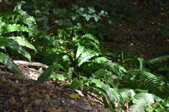 Asplenium scolopendrium