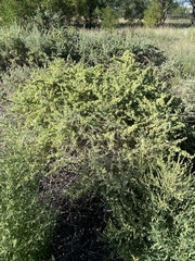 Atriplex canescens