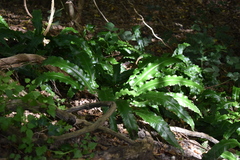 Asplenium scolopendrium
