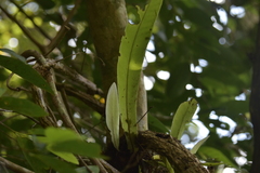 Microsorum punctatum