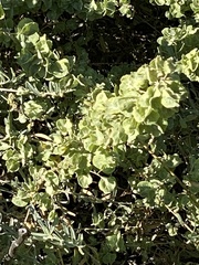 Atriplex canescens