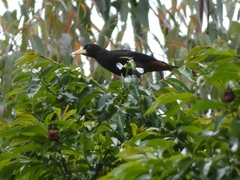 Psarocolius decumanus