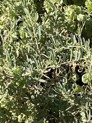 Atriplex canescens